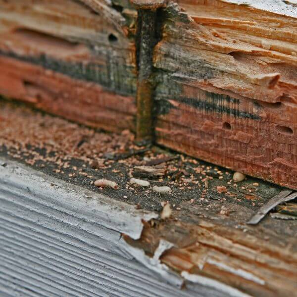Active termite infestation in Sydney home, showing termites, frass, and wood damage uncovered during termite inspection by True Blue Pest Control.