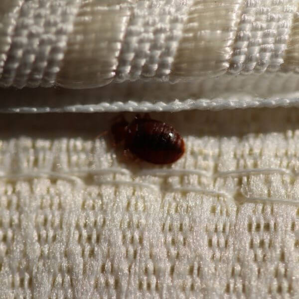 Close-up of a bed bug on a mattress seam, showing signs of infestation treated by True Blue Pest Control – trusted experts in bed bug control in Sydney. Close-up of a bed bug on a mattress seam, showing signs of infestation treated by True Blue Pest Control – trusted experts in bed bug control in Sydney.