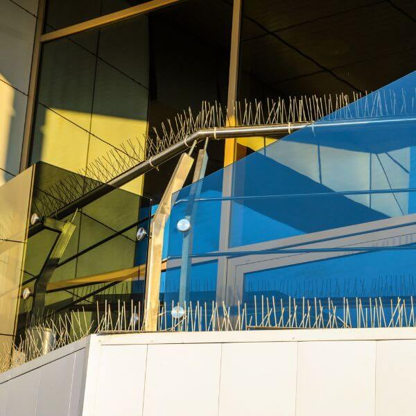 Commercial glass balustrade fitted with stainless steel pigeon proofing spikes to deter birds from roosting – professional bird proofing in Sydney. Commercial glass balustrade fitted with stainless steel pigeon proofing spikes to deter birds from roosting – professional bird proofing in Sydney.