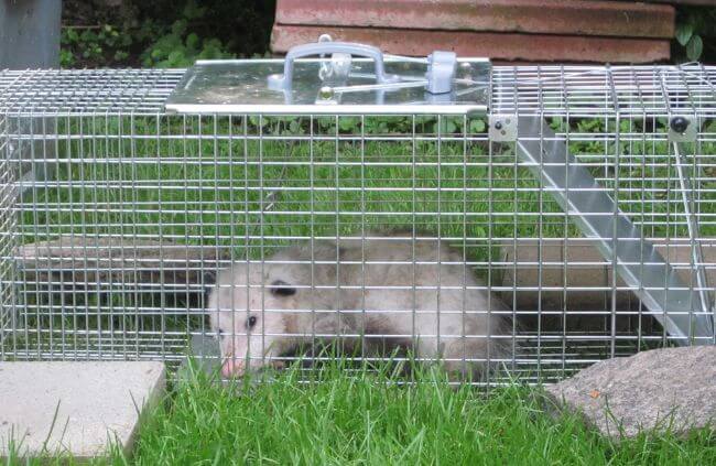 Humane possum removal in Sydney by True Blue Pest Control using safe, council-compliant trapping methods.