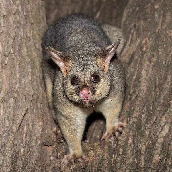 Possum spotted before removal by True Blue Pest Control, experts in possum removal and pest control in Sydney. Possum spotted before removal by True Blue Pest Control, experts in possum removal and pest control in Sydney.