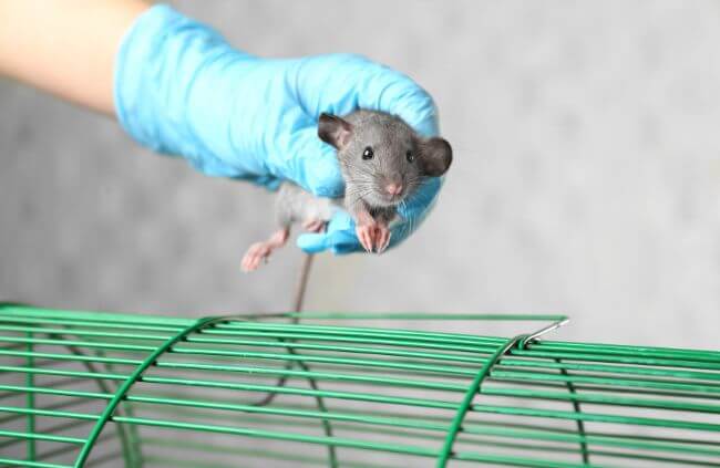 Rodent control in Sydney by True Blue Pest Control, handling live mouse as part of professional mice exterminator services. Rodent control in Sydney by True Blue Pest Control, handling live mouse as part of professional mice exterminator services.