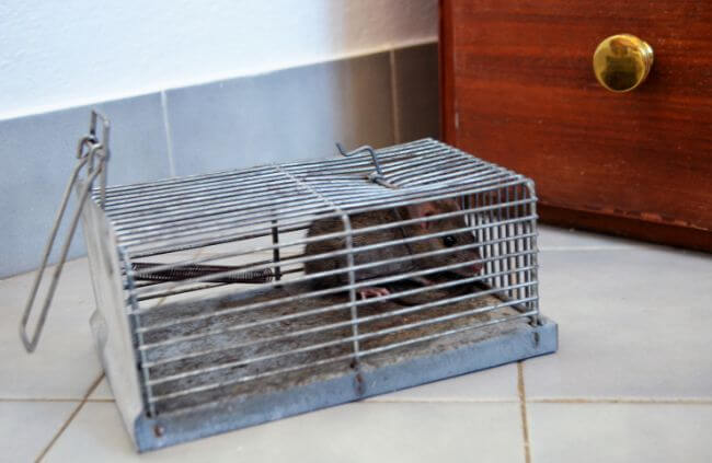 Rodent pest control in Sydney by True Blue Pest Control, showing safe rat capture inside a secure trap.