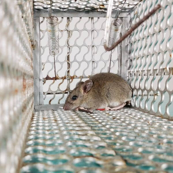 Rodent pest control in Sydney by True Blue Pest Control, with live mouse safely contained in trap during extermination process. Rodent pest control in Sydney by True Blue Pest Control, with live mouse safely contained in trap during extermination process.