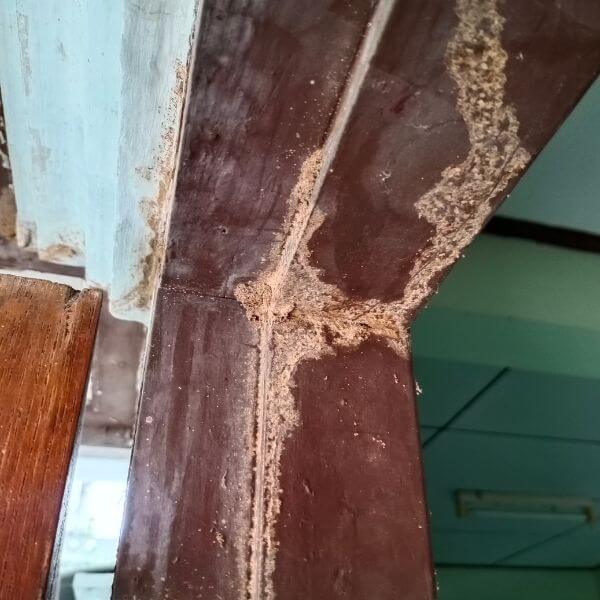 Termite damage found during termite inspection in Sydney by True Blue Pest Control, showing active mud tubes on timber surface.
