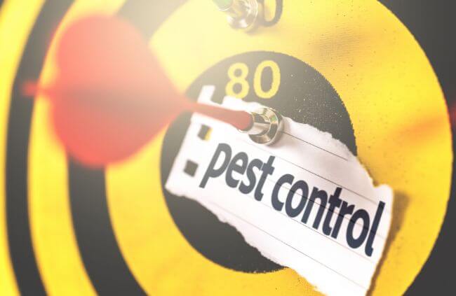 True Blue Pest Control providing trusted pest control in Sydney with safe, effective solutions for homes and businesses.