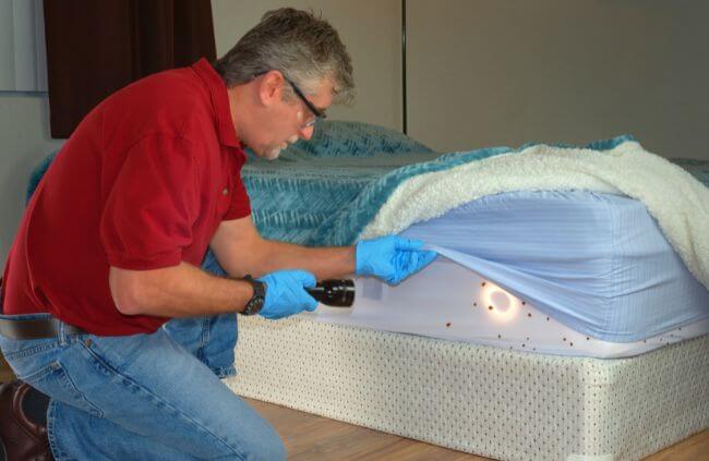 True Blue Pest Control technician inspecting a severe bed bug infestation in Sydney using a flashlight during a bed bug treatment service. True Blue Pest Control technician inspecting a severe bed bug infestation in Sydney using a flashlight during a bed bug treatment service.