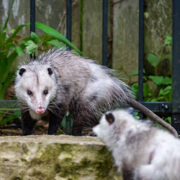 Two possums near a home before removal by True Blue Pest Control, experts in humane possum pest control in Sydney. Two possums near a home before removal by True Blue Pest Control, experts in humane possum pest control in Sydney.