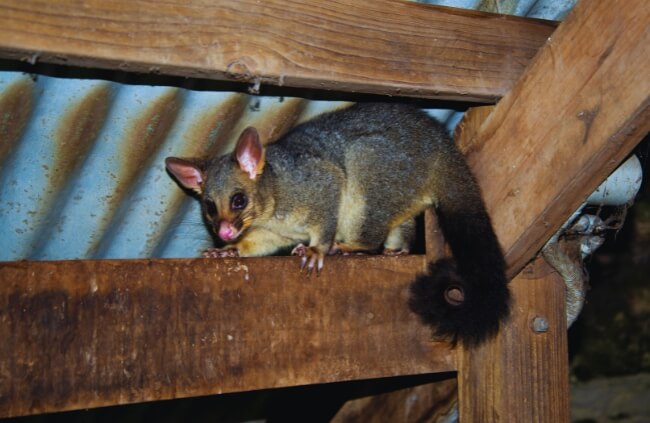 Pest control service from True Blue Pest Control in Campbelltown safely removes roof possums.