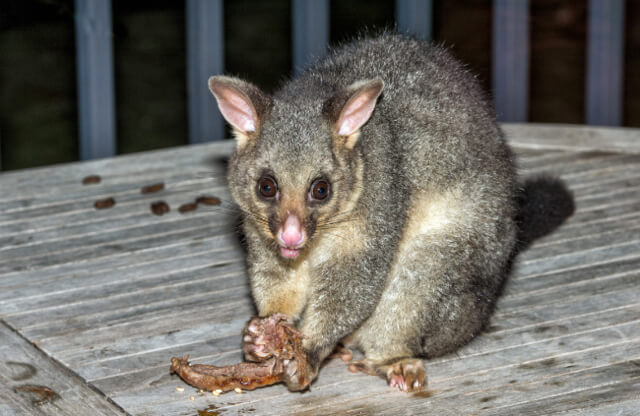 Humane possum removal in Sydney by True Blue Pest Control using safe, council-compliant trapping methods Humane possum removal in Sydney by True Blue Pest Control using safe, council-compliant trapping methods
